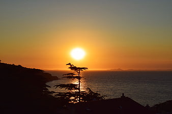 Silhouette of pine tree against golden sunset over ocean
