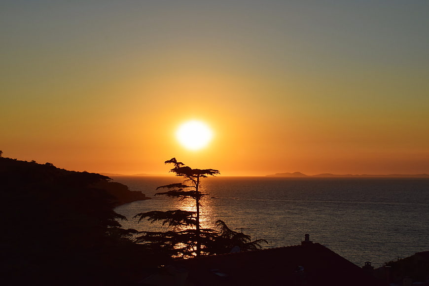 Silhouette of pine tree against golden sunset over ocean