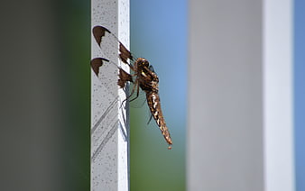 Close-up of a dragonfly perched on a white railing