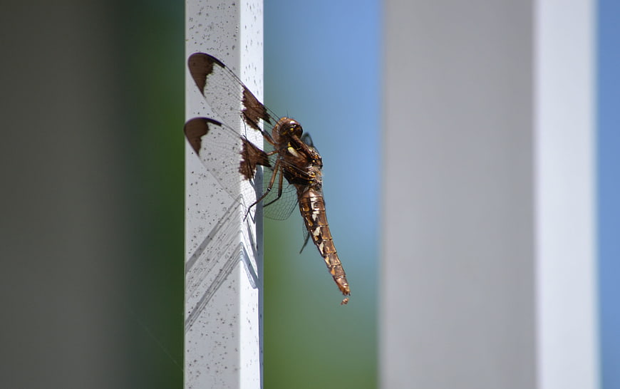 Close-up of a dragonfly perched on a white railing