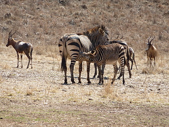 Zebra Foal Nursing from Mother in African Savanna