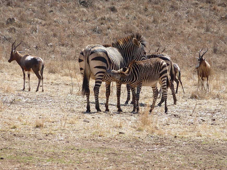 Zebra Foal Nursing from Mother in African Savanna