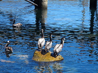 Brown Pelicans Resting on Rock in Blue Water