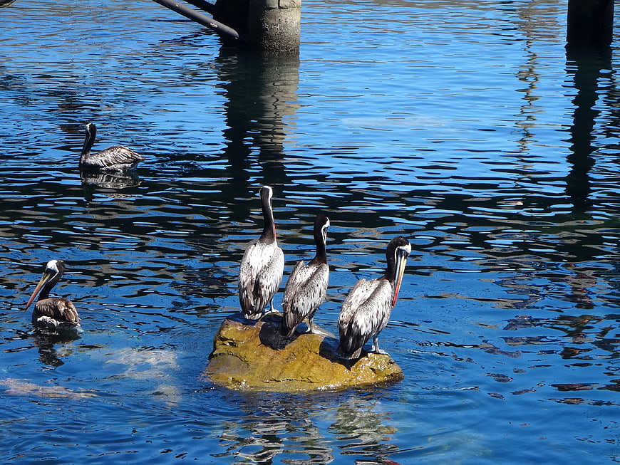 Brown Pelicans Resting on Rock in Blue Water