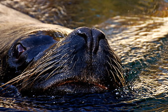 Close-up of a sea lion swimming in water