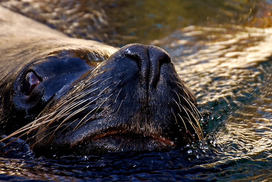 Close-up of a sea lion swimming in water