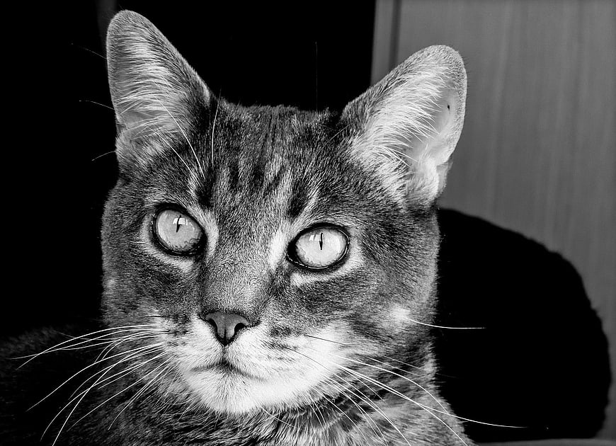 Close-up black and white portrait of a tabby cat