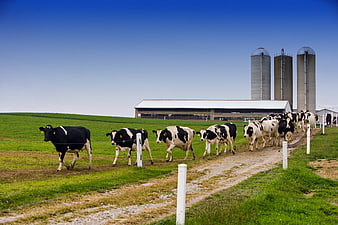 Herd of dairy cows walking along a rural farm path with silos