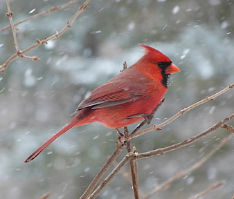 Male Northern Cardinal Perched on Branch in Snowy Winter Landscape