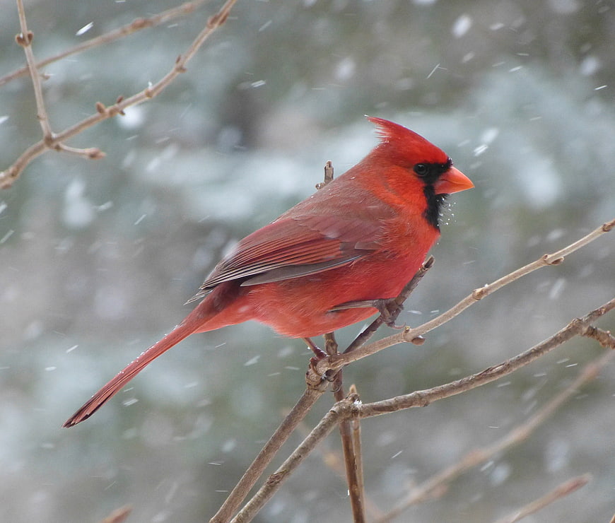 Male Northern Cardinal Perched on Branch in Snowy Winter Landscape