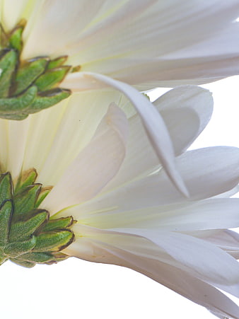 Close-up of white flower petals and green buds on white background