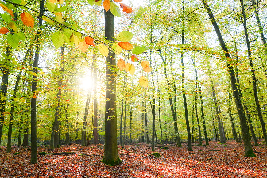Sunlight shining through autumn forest trees with colorful foliage