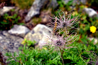 Close-up of delicate purple clematis seed heads in mountain meadow