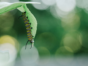 Monarch Caterpillar Hanging on Green Leaf with Bokeh Background