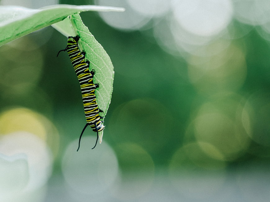 Monarch Caterpillar Hanging on Green Leaf with Bokeh Background