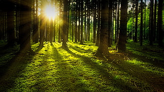 Sunbeams streaming through a lush green pine forest