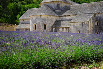 Lavender field in front of historic stone abbey in Provence