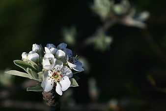 Close-up of white spring blossoms on a dark background