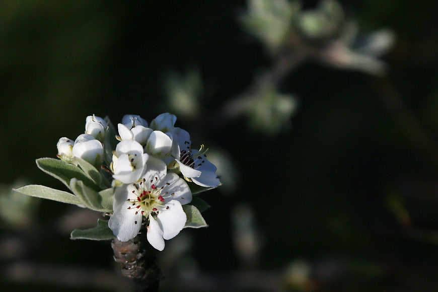 Close-up of white spring blossoms on a dark background