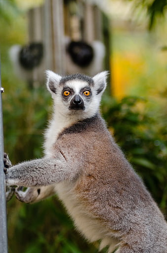 Close-up of Ring-tailed Lemur with Orange Eyes