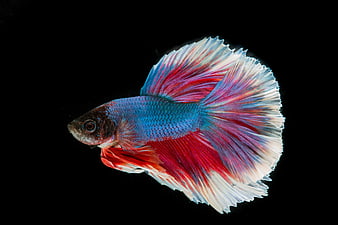 Colorful Betta Fish on Black Background