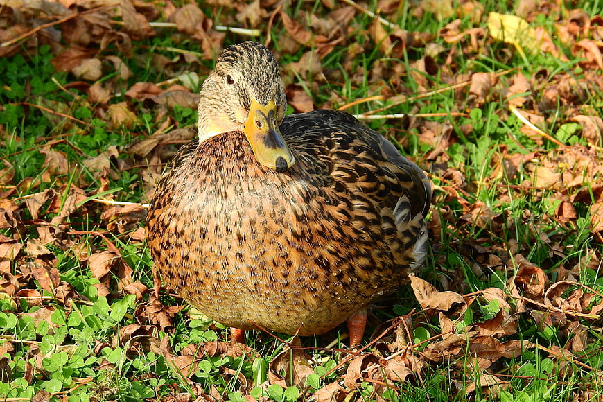 Female Mallard Duck Resting in Autumn Leaves