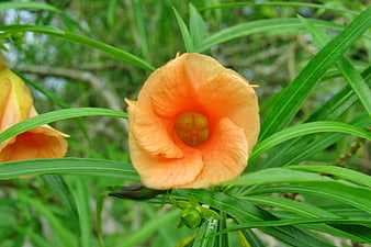 Close-up of vibrant orange oleander flower with green leaves