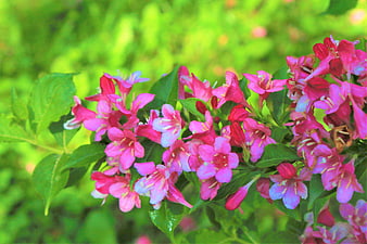 Vibrant Pink Weigela Flowers in Spring Garden