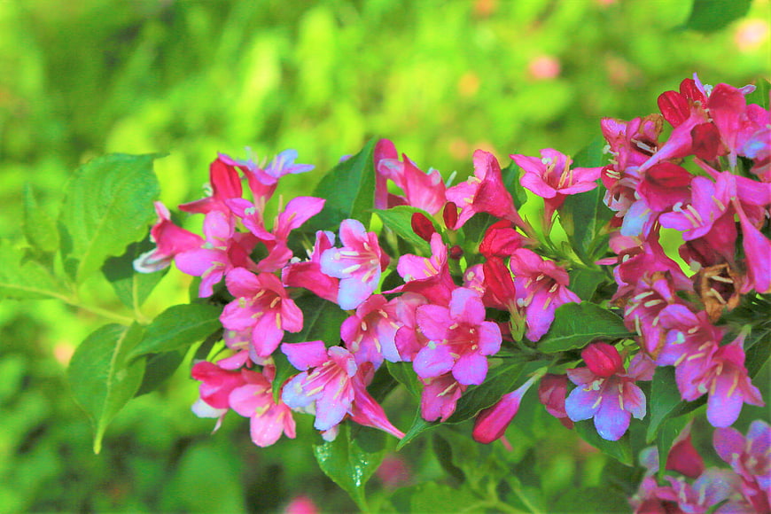 Vibrant Pink Weigela Flowers in Spring Garden