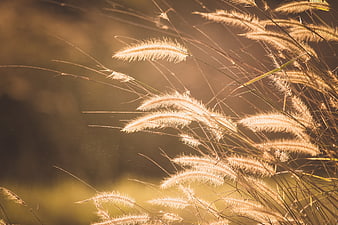 Golden Backlit Pampas Grass in Soft Focus