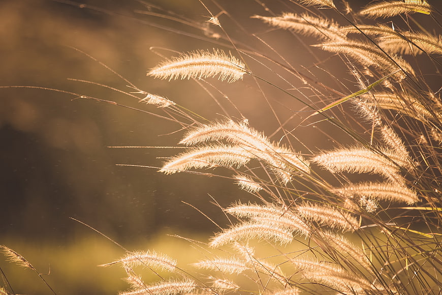 Golden Backlit Pampas Grass in Soft Focus