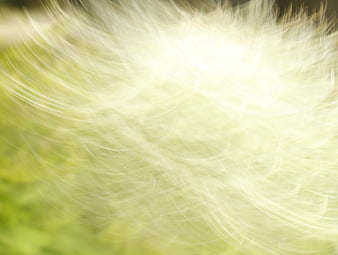 Abstract White Grass Texture With Soft Green Background