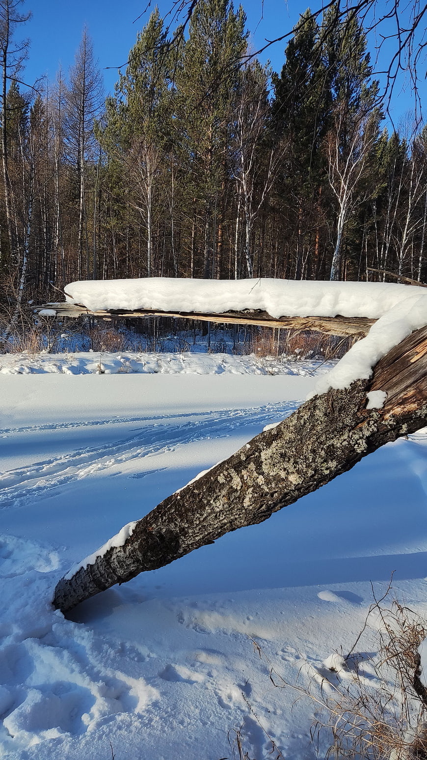 Snow-covered fallen tree in winter forest landscape