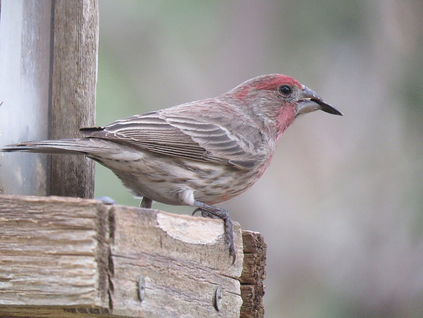 Male House Finch perched on wooden bird feeder