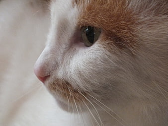 Close-up profile of a white and ginger cat's face