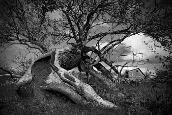 Dramatic black and white photo of gnarled tree trunk