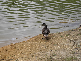 Brown duck standing on sandy bank by rippling pond water