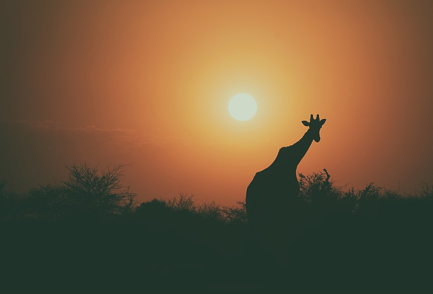 Silhouette of Giraffe Against Orange Sunset Sky