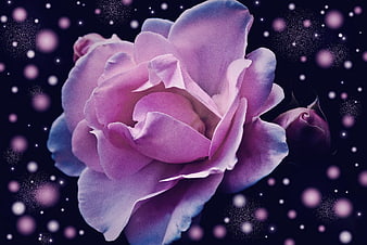 Fantasy Purple Rose with Bokeh Background