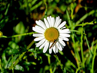 Close-up of a white daisy with a hoverfly in a meadow