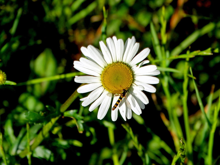 Close-up of a white daisy with a hoverfly in a meadow