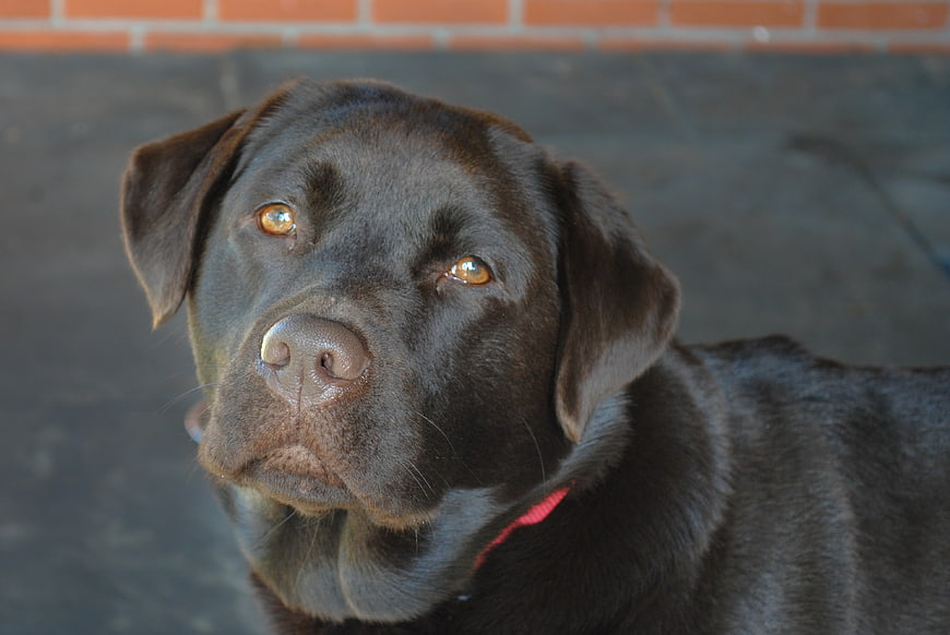 Close-up portrait of a chocolate labrador dog