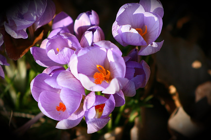 Close-up of purple crocus flowers with orange stamens