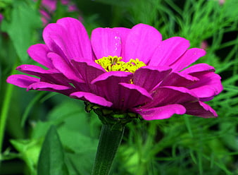 Vibrant Pink Zinnia Flower Close-Up in Green Garden