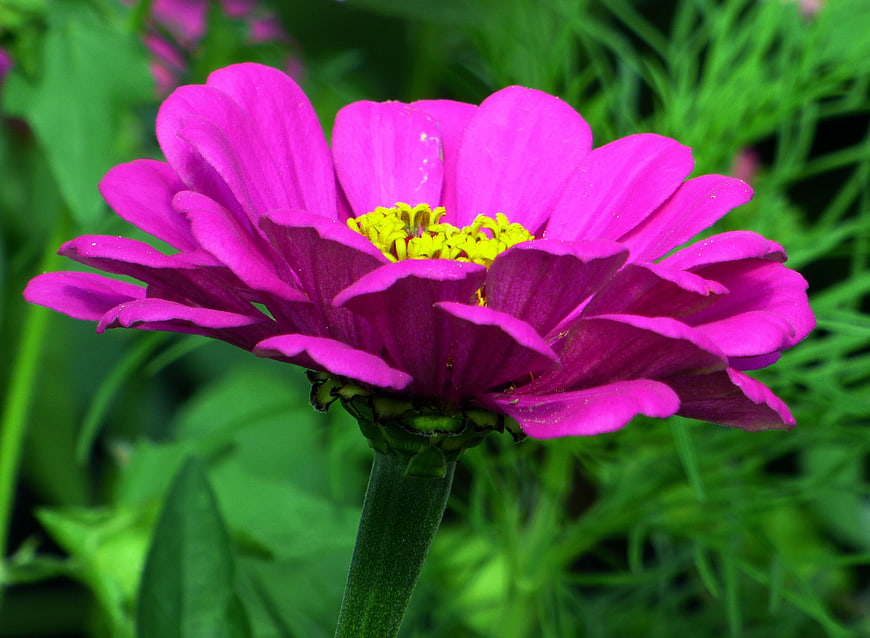Vibrant Pink Zinnia Flower Close-Up in Green Garden