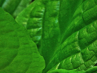 Close-up of vibrant green leaf texture with detailed veins