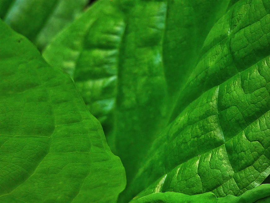 Close-up of vibrant green leaf texture with detailed veins