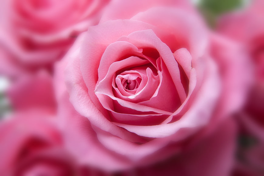 Close-up of a delicate pink rose with soft focus background