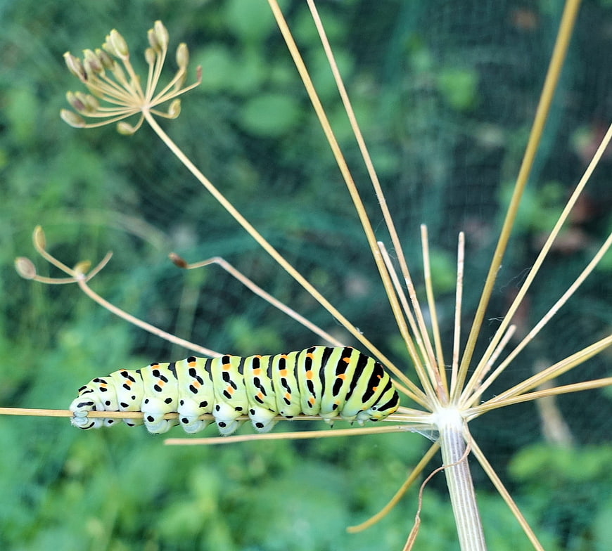 Black Swallowtail Caterpillar on Dried Fennel Stem