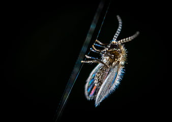 Macro photography of a fuzzy insect on a spider web